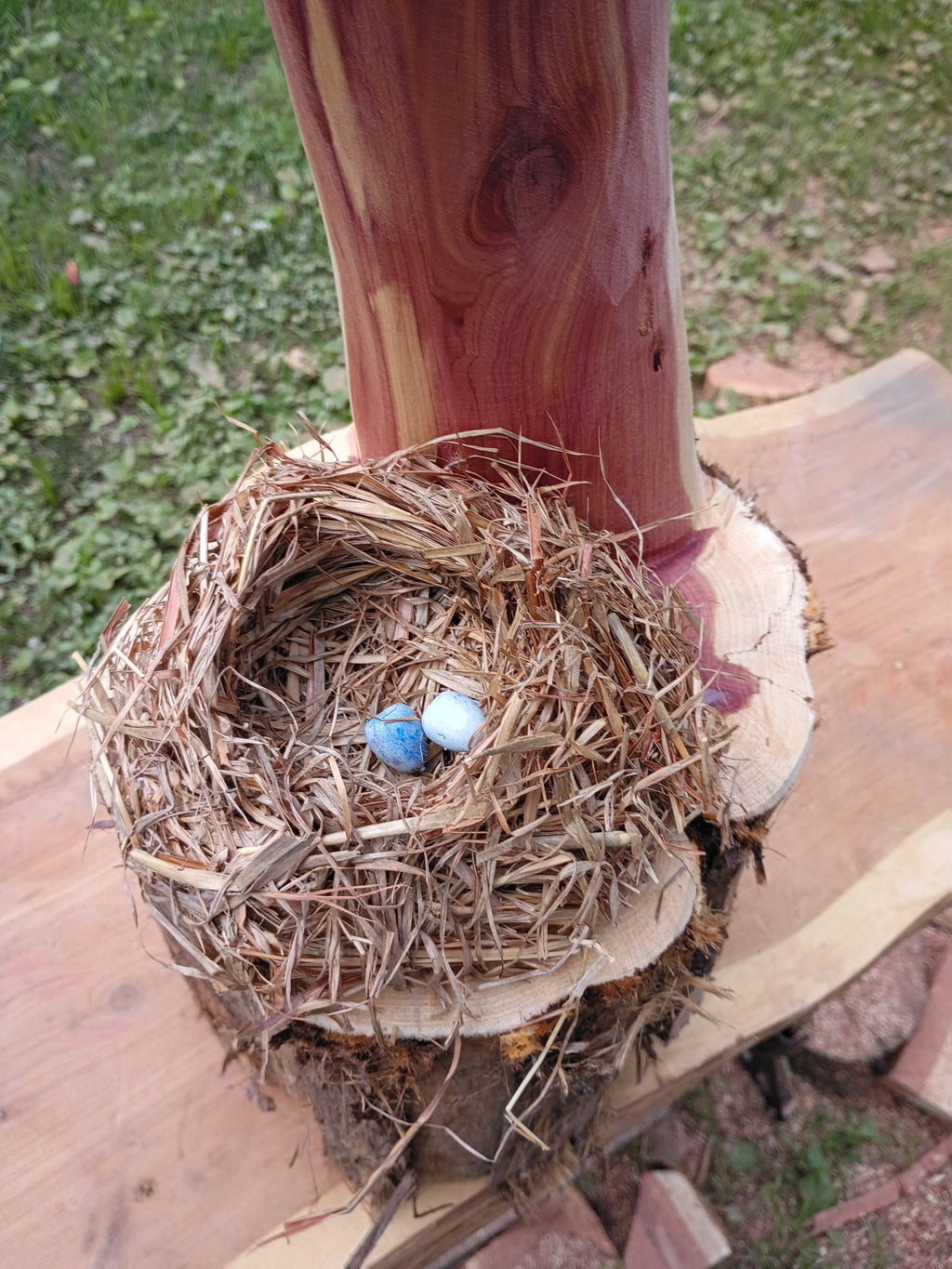 Cardinal and Family Nest
